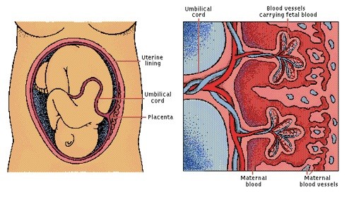 Mammal Womb