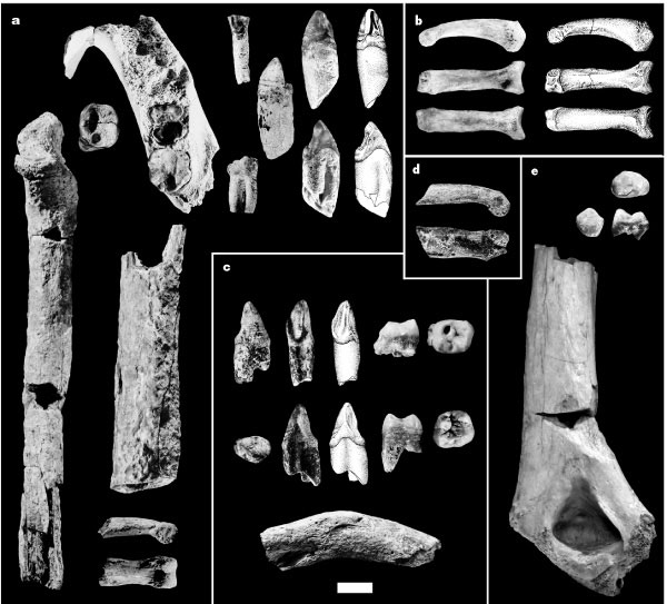 kadabba fossils