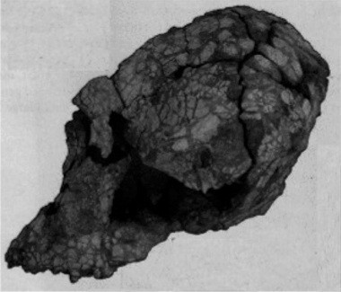 Kenyanthropus, side