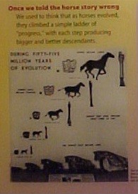 Wrong Horse Story